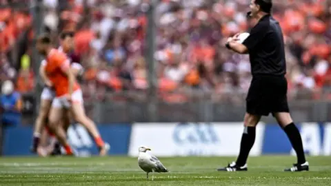 Getty Images Seagull standing beside referee during Sunday's All Ireland football final