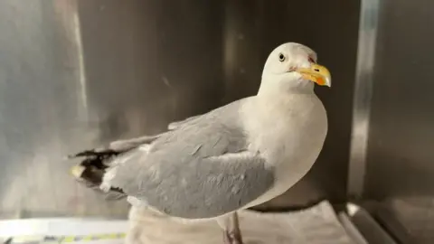 Kildare Wildlife Rescue Seagull inside box in rescue centre