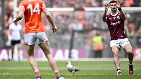 Getty Images Seagull on pitch between players from Galway and Armagh