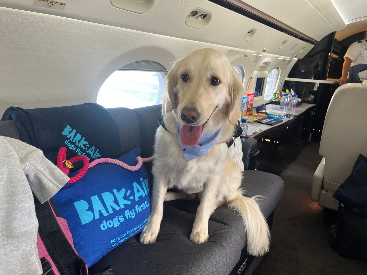 Golden retriever sitting on couch seat on private jet