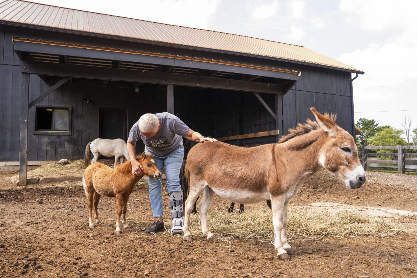 A mini cow and mini donkey being pet