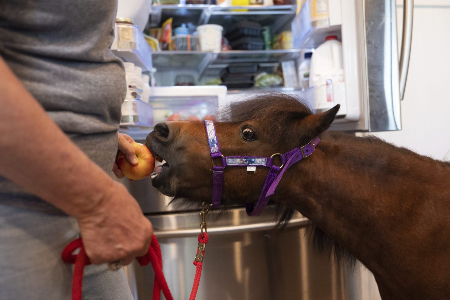 A mini horse eats an apple