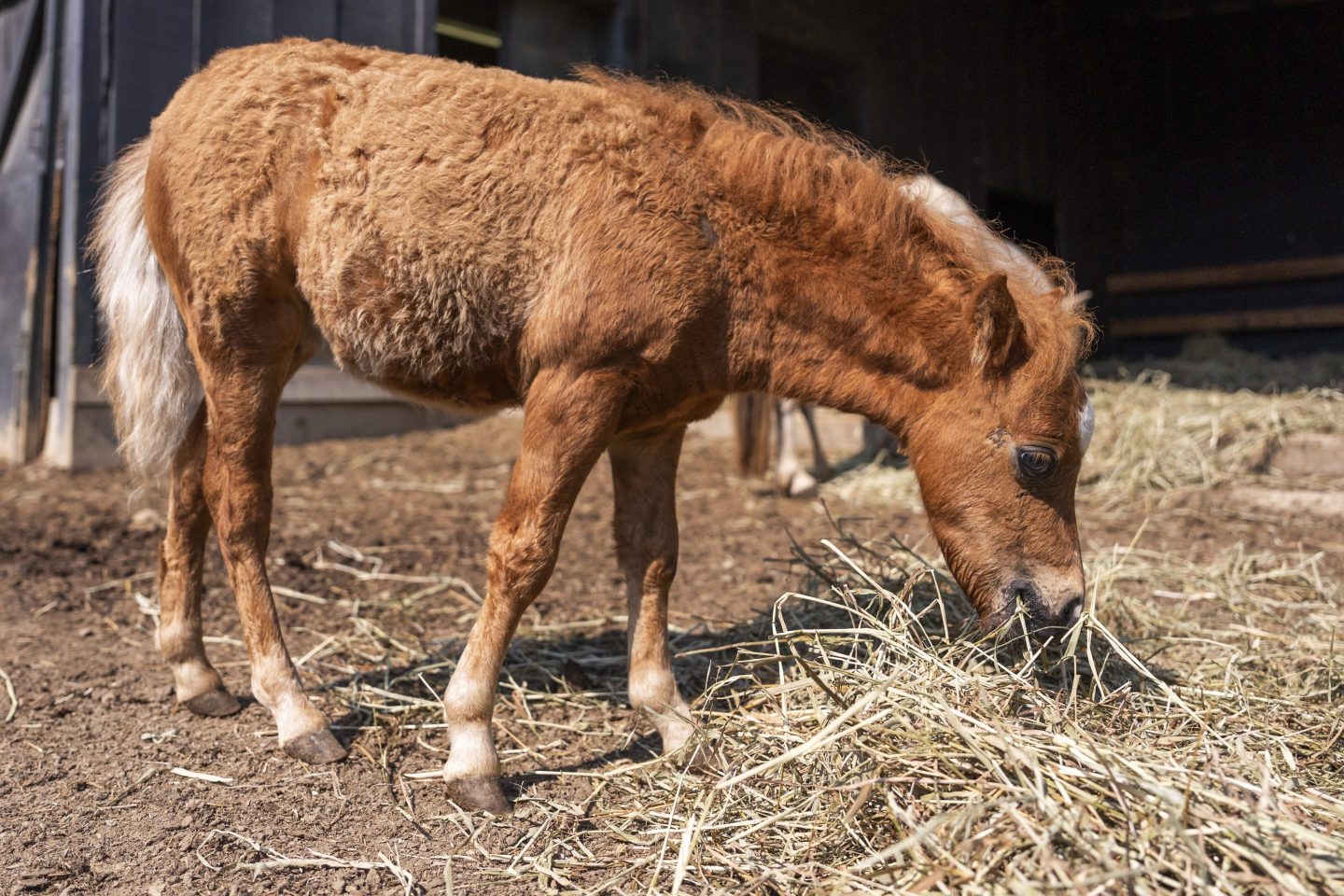 A mini horse eats some hay