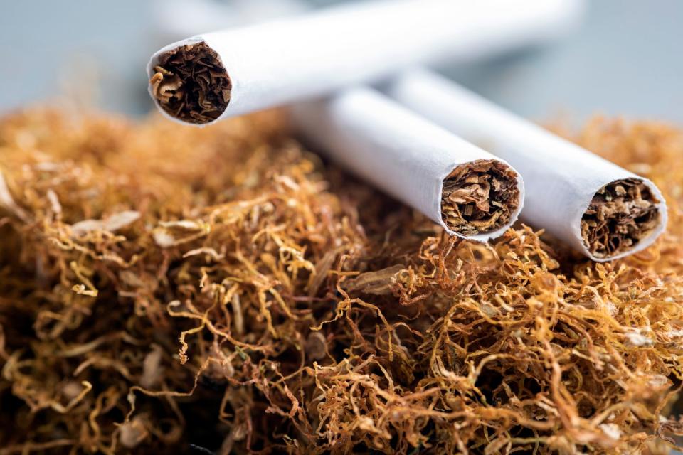 Three tobacco cigarettes laid atop a bed of dried tobacco. 