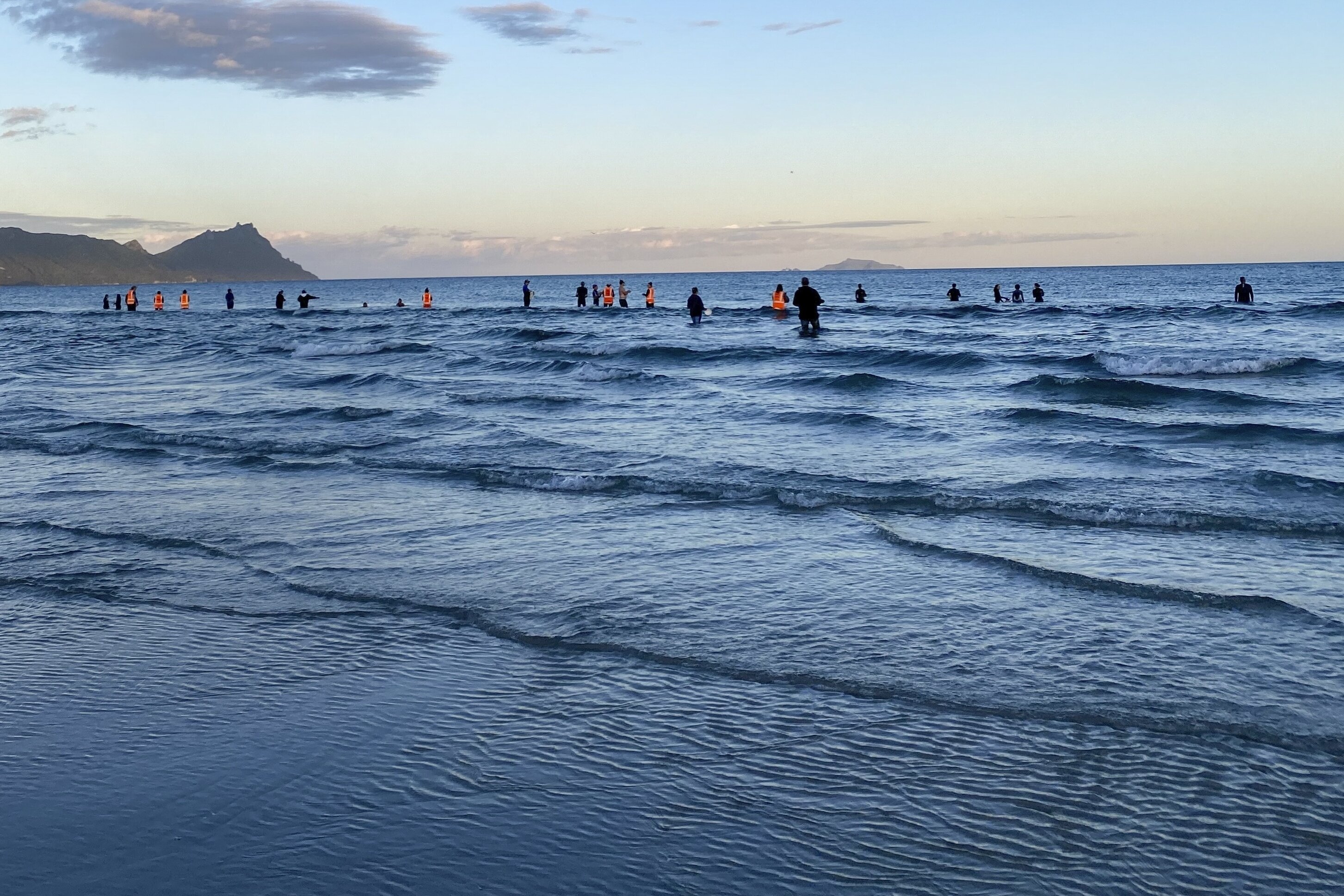 More than 30 pilot whales that stranded themselves on a beach in New Zealand were safely returned to the ocean after conservation workers and residents helped to refloat them by lifting them on sheets.