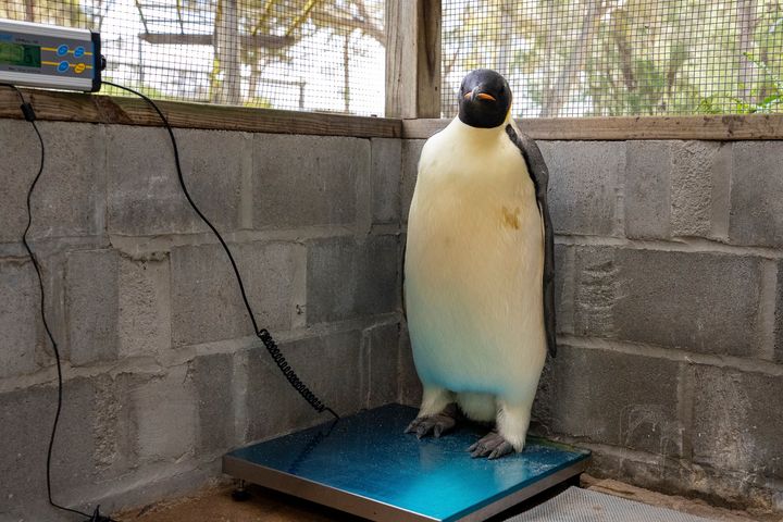 Gus stands on a scale after being discovered on a beach near Denmark, Australia, on Nov. 1.