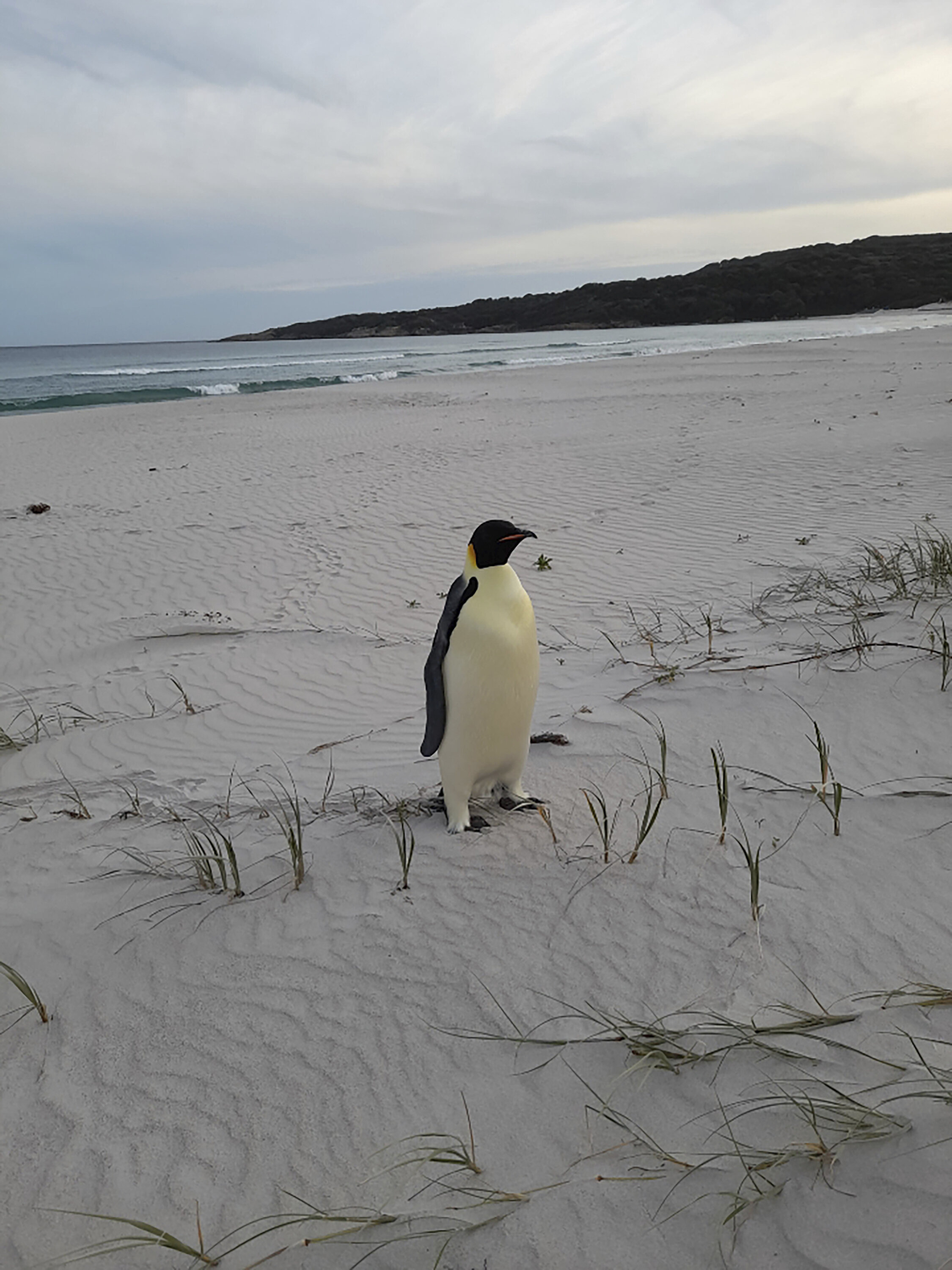 Gus stands on a beach near Denmark, Australia, after being found.