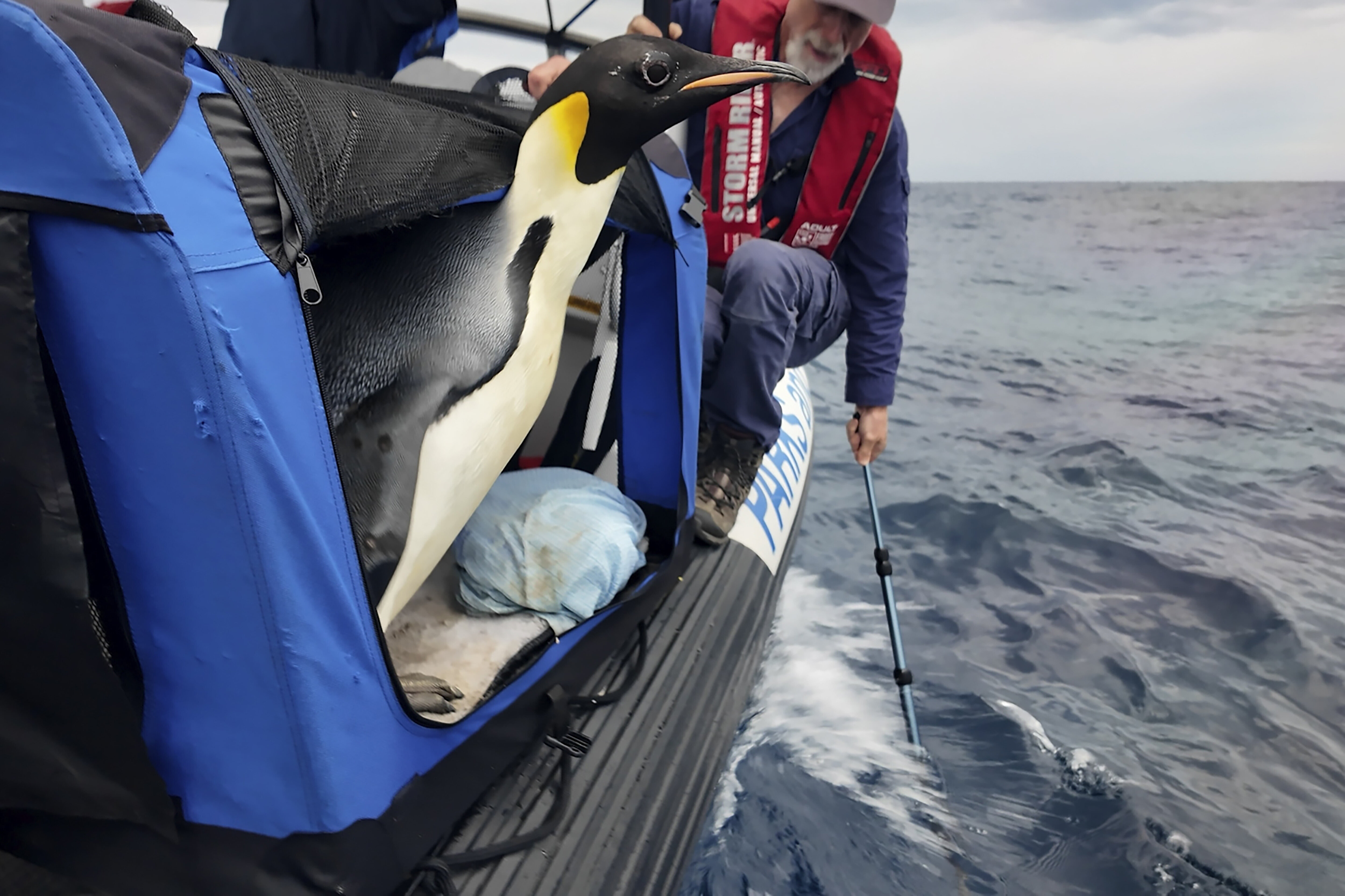 A male emperor penguin dubbed Gus is released back into the ocean off the south coast of Western Australia on Wednesday.