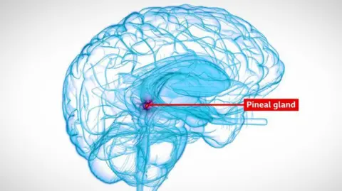 A graphic of the brain showing where the pineal gland is 