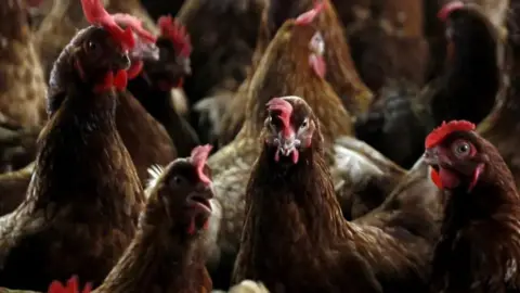 Getty Images A group of dark brown chickens with red combs and wattles stand together in a group.