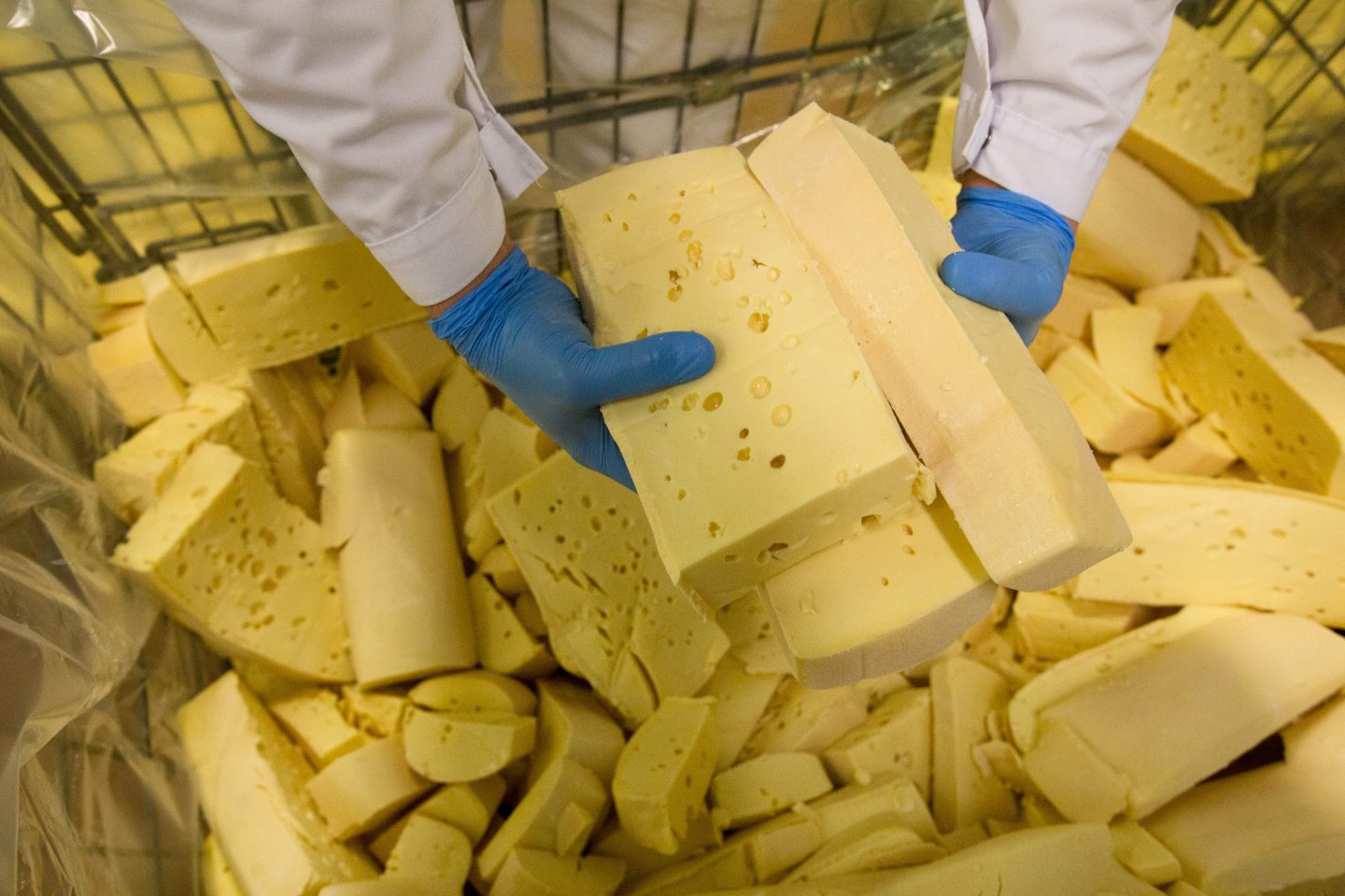 A worker separates lumps of cheese as part of the processing procedure.