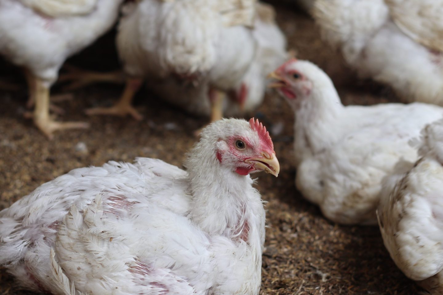 At least nine U.S. farm workers had tested positive for the H5N1 strain of avian influenza, or bird flu, as of July 14, 2024, according to the Centers for Disease Control and Prevention. All had come into close contact with infected cattle or poultry.